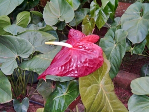 flamingoblume