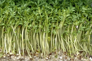 gartenkresse