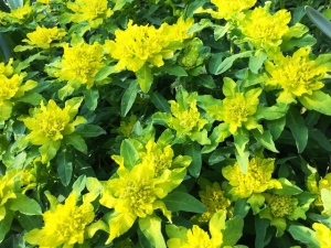 Gold-Wolfsmilch-e-polychroma