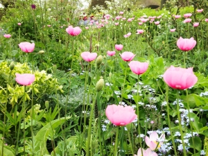 Rosa-Mohn-Im-Staudenbeet640x480