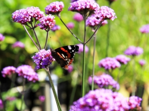 Verbena-bonariensis-Argentinische-Eisenkraut-640x480