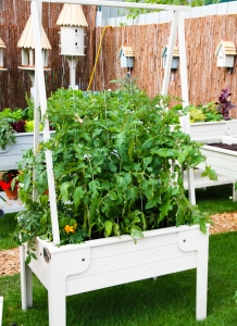 Tomatenbeete-fuer-den-balkon