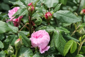jacques cartier