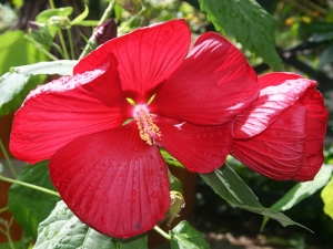 Riesenhibiskus