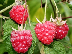 himbeeren lead