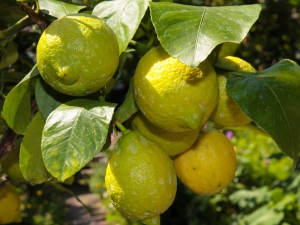 Citrus