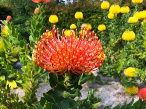 Protea