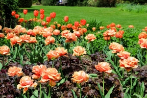 Tulpen kl