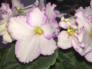 Usamabra rosa-weiss