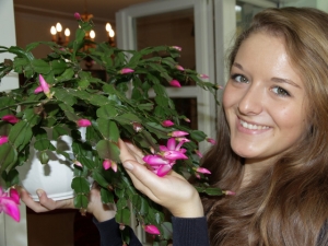 Weihnachtskaktus