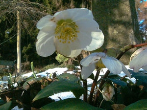 schneerose