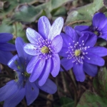 Leberblümchen