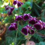 Pelargonium x lawrenceanum