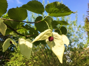 01 Taschentuchbaum800