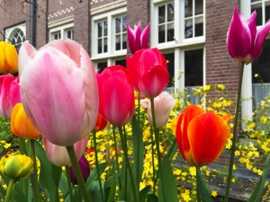 Tulpen800