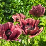 Orientalischer Mohn