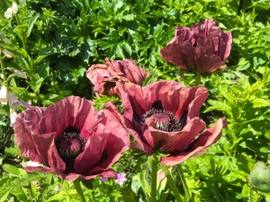 Orientalischer Mohn