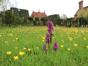 Knabenkraut in der Blumenwiese