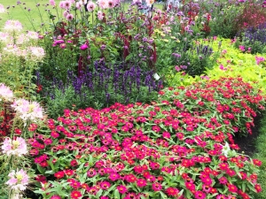 Sommerblumen bunte vielfalt