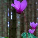 Heimisches Alpenveilchen