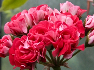 Pelargonien kl