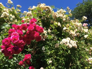 Kletterrosen