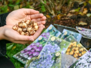 Blumenzwiebel kaufen800