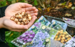 Blumenzwiebel kaufen800