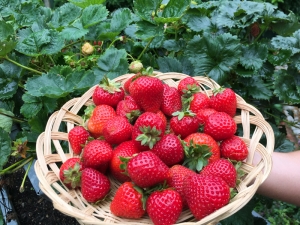 Erdbeeren