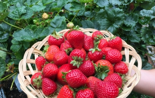 Erdbeeren