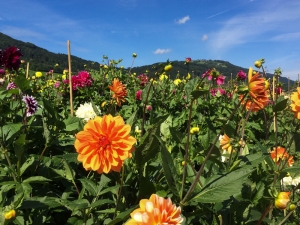 dahlien800