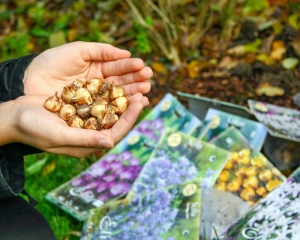 Im Trend Blumenzwiebel zum Verwildern800