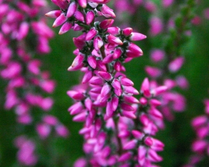gardengirls800