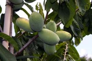 Indianer Banane am Baum