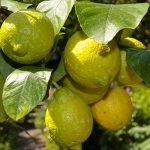 Citrus-Baum