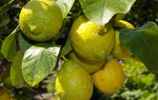 Citrus-Baum