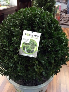 Der neue Buchs - ein Ilex, der wi e ein Buchs aussieht - aus OÖ