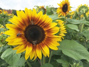 Sonnenblume