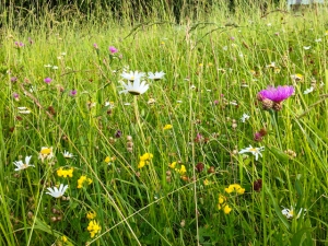 Blumenwiese