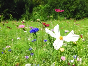 Blumenwiese