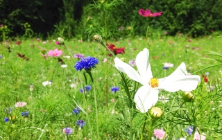 Blumenwiese