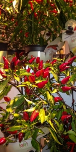 Chili