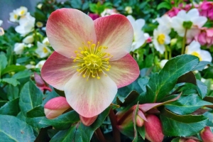 Christrose Maestro