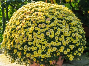 Chrysanthemen