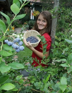 Heidelbeeren im Garten