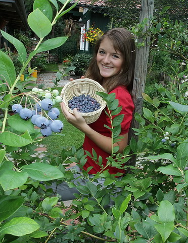 Heidelbeeren Im Garten Biogartner