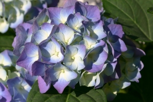 Hortensie