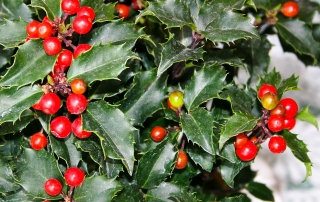 Ilex Stechpalme