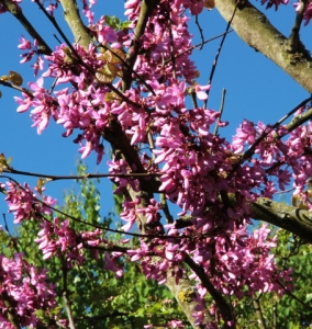 Judasbaum