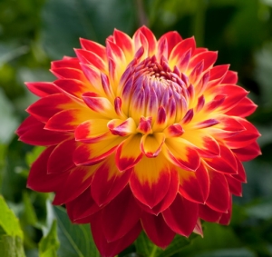 Dahlie